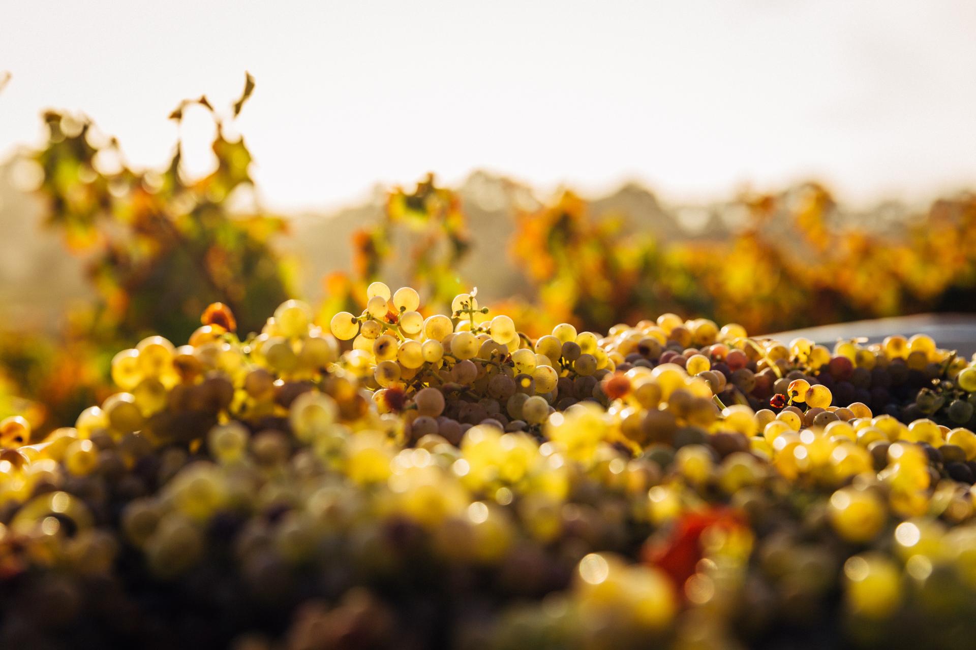 Tout est prêt pour l'édition du Salon du Vin Wine Paris & Vinexpo Paris à Porte de Versailles