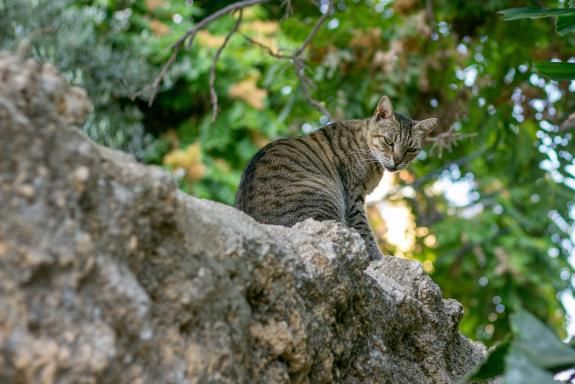  - Félins -  au Musée National d'Histoire Naturelle
